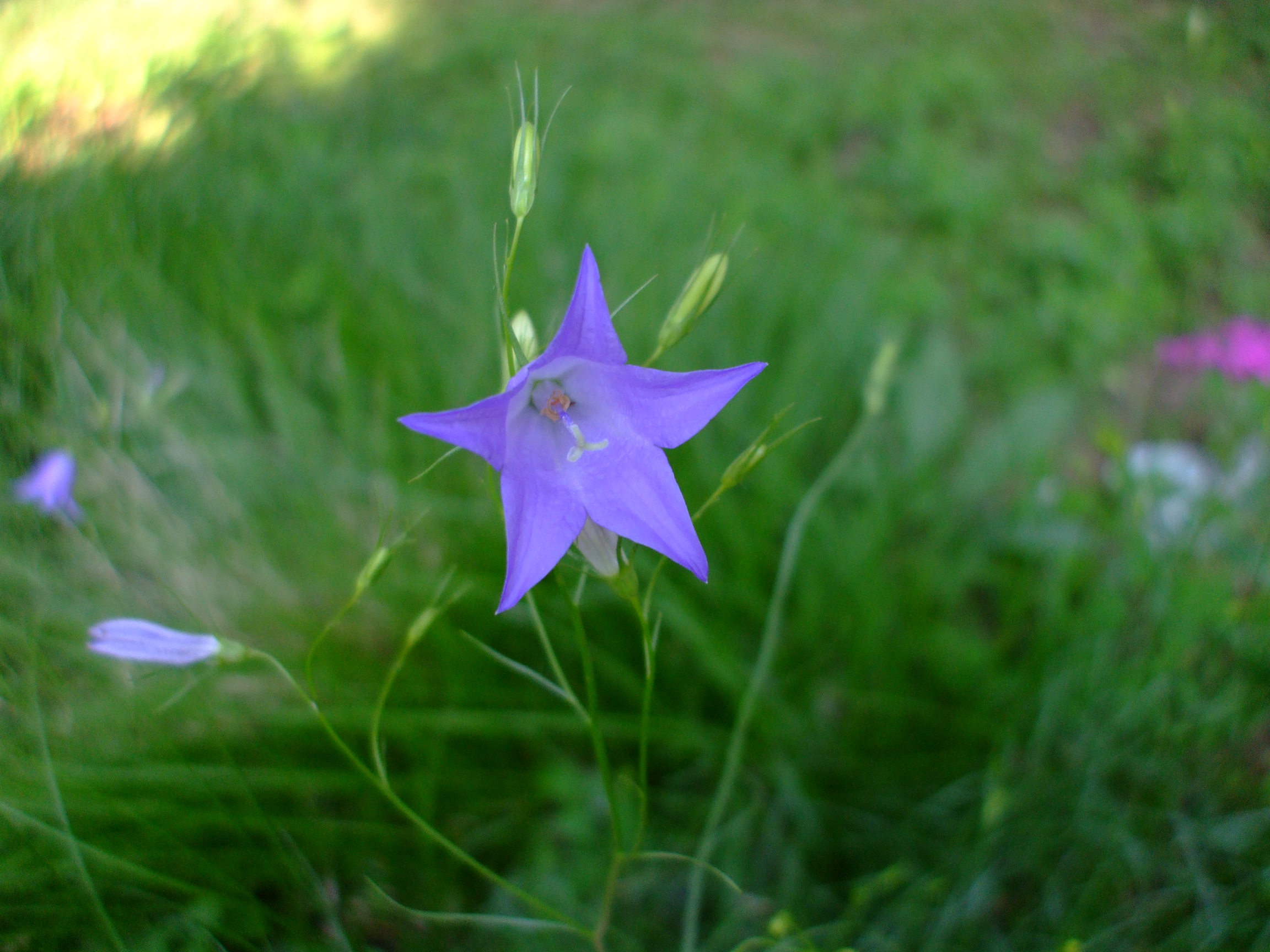 Campanula rotundifolia